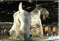 Kerry Blue Terrier de La Cadiera. Multi. Ch. El Virginiano de La Cadiera Kerry Blue Terrier de La Cadiera. Multi. Ch. El Virginiano de La Cadiera