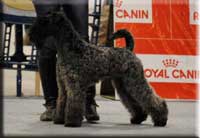 Kerry Blue Terrier de La Cadiera. Jr. Ch. & Ch. Watson de La Cadiera Kerry Blue Terrier de La Cadiera. Jr. Ch. & Ch. Watson de La Cadiera