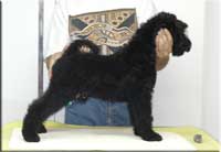 Kerry Blue Terrier de La Cadiera. Yamakasi de La Cadiera Kerry Blue Terrier de La Cadiera. Yamakasi de La Cadiera