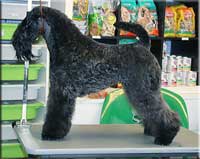 Kerry Blue Terrier de La Cadiera. Jr. Ch. Yo Soy Saraoz de La Cadiera Kerry Blue Terrier de La Cadiera. Jr. Ch. Yo Soy Saraoz de La Cadiera