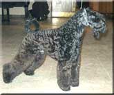 Kerry Blue Terrier de La Cadiera. Ch. Zacarias de La Cadiera Kerry Blue Terrier de La Cadiera. Ch. Zacarias de La Cadiera
