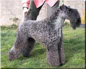 Kerry Blue Terrier de La Cadiera. La Condes Lamanquesa de La Cadiera