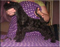 Kerry Blue Terrier de La Cadiera. Volzhskiy Arkos Zippo de La Cadiera Kerry Blue Terrier de La Cadiera. Volzhskiy Arkos Zippo de La Cadiera