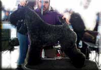 Kerry Blue Terrier de La Cadiera. Multi Ch. Nenufar Urdina de La Cadiera Kerry Blue Terrier de La Cadiera. Multi Ch. Nenufar Urdina de La Cadiera