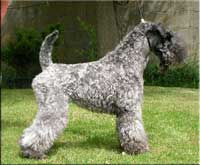 Kerry Blue Terrier de La Cadiera. Arigna Electra de La Cadiera Kerry Blue Terrier de La Cadiera. Arigna Electra de La Cadiera