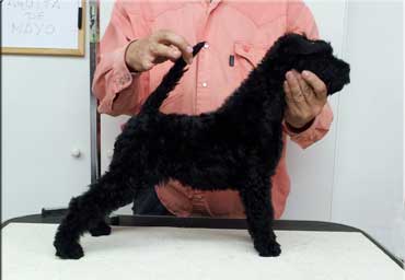 Kerry Blue Terrier de La Cadiera. "Aguita de Mayo de La Cadiera (2 meses/2 months old)."