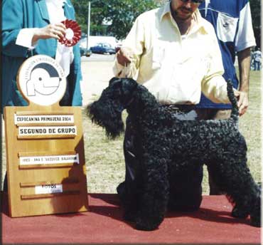 Kerry Blue Terrier de La Cadiera. "Ch. Arturo de La Cadiera. Kerry Blue Terrier de La Cadiera."