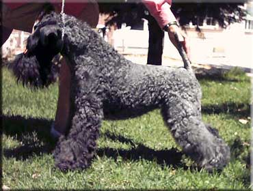 Kerry Blue Terrier de La Cadiera. "Baila Princesa de Chapeau Terrier at La Cadiera"