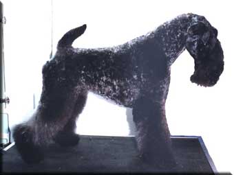 Kerry Blue Terrier de La Cadiera. "Ch. Uberta de La Cadiera. Kerry Blue Terrier de La Cadiera."