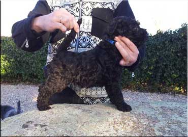 Kerry Blue Terrier de La Cadiera. "La Cadiera Dandy. 6 semanas/6 weeks old. Macho/Dog."