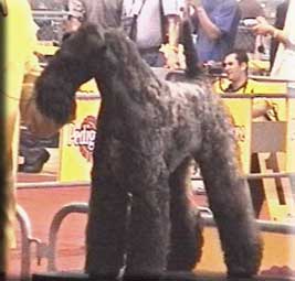 Kerry Blue Terrier de La Cadiera. "Ch. Tramontana de La Cadiera. Kerry Blue Terrier de La Cadiera."