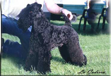 Kerry Blue Terrier de La Cadiera. "Multi Ch. Vaya-Tela de La Cadiera. Kerry Blue Terrier de La Cadiera."