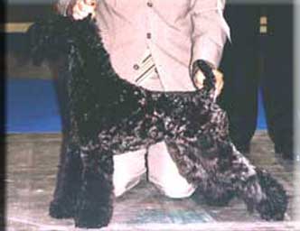 Kerry Blue Terrier de La Cadiera. "Yo Soy Esa de La Cadiera. Kerry Blue Terrier de La Cadiera."