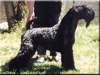Kerry Blue Terrier de La Cadiera. "Humo de La Cadiera. Kerry Blue Terrier de La Cadiera."