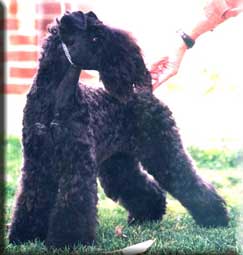 Kerry Blue Terrier de La Cadiera. "Ch. Katiuska de La Cadiera. Kerry Blue Terrier de La Cadiera."
