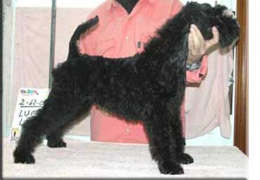 Kerry Blue Terrier de La Cadiera. "Lucy Liu de La Cadiera. Kerry Blue Terrier de La Cadiera."