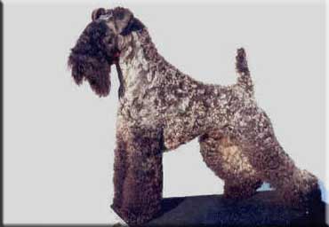 Kerry Blue Terrier de La Cadiera. "Multi Ch. Olido Vom Landsberg. Kerry Blue Terrier de La Cadiera."