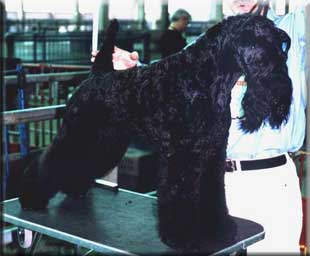 Kerry Blue Terrier de La Cadiera. "Único de La Cadiera. Kerry Blue Terrier de La Cadiera."