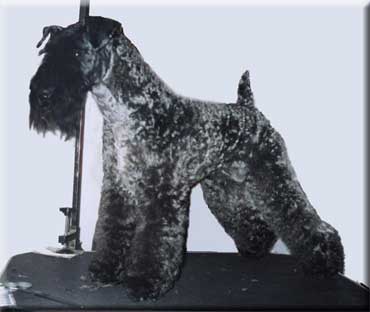 Kerry Blue Terrier de La Cadiera. "Arranshire Early Bird at La Cadiera. Kerry Blue Terrier de La Cadiera."