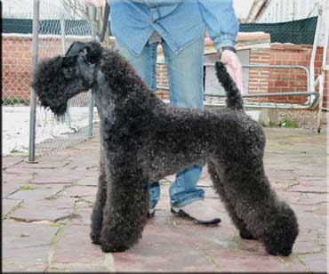 Kerry Blue Terrier de La Cadiera. "Kerrydom Court Índigo de La Cadiera. Kerry Blue Terrier de La Cadiera."