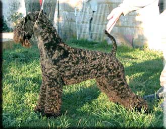 Kerry Blue Terrier de La Cadiera. "Etiqueta-Azul de La Cadiera. Kerry Blue Terrier de La Cadiera."