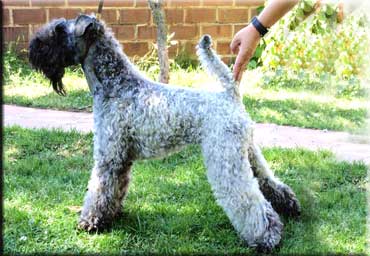 Kerry Blue Terrier de La Cadiera. "Simply Irresistible de La Cadiera. Kerry Blue Terrier de La Cadiera."