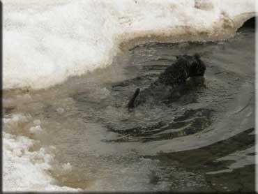 Kerry Blue Terrier de La Cadiera. "Bashar Miles Teg de La Cadiera. (Siruis)"