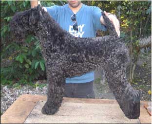 Kerry Blue Terrier de La Cadiera. "Ch. Tao de La Cadiera. Kerry Blue Terrier de La Cadiera."