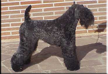 Kerry Blue Terrier de La Cadiera. "Multi Ch. Tologano de La Cadiera. Kerry Blue Terrier de La Cadiera."