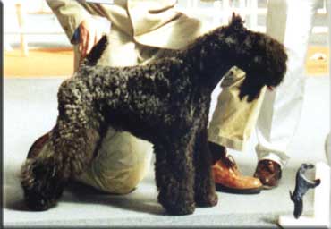 Kerry Blue Terrier de La Cadiera. "Triana Pura de La Cadiera. Kerry Blue Terrier de La Cadiera."