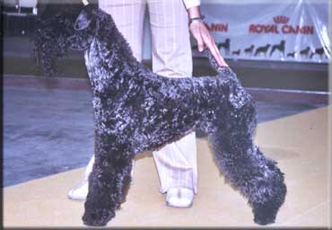 Kerry Blue Terrier de La Cadiera. "Ubabuluba Balambambu de La Cadiera. Kerry Blue Terrier de La Cadiera."