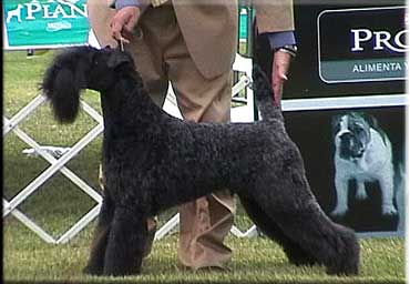 Kerry Blue Terrier de La Cadiera. "Multi Ch. El Unicornio Azul de La Cadiera. Kerry Blue Terrier de La Cadiera."