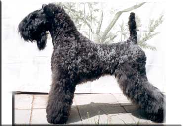 Kerry Blue Terrier de La Cadiera. "Vestida para Ganar de La Cadiera. Kerry Blue Terrier de La Cadiera."