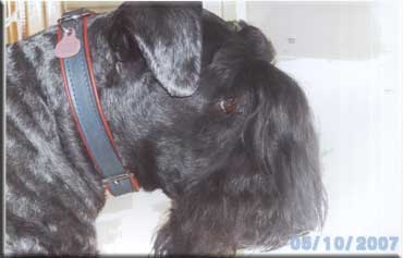 Kerry Blue Terrier de La Cadiera. "Wayne de La Cadiera"