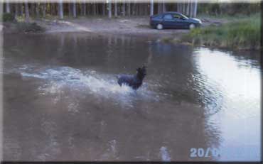 Kerry Blue Terrier de La Cadiera. "Wayne de La Cadiera"