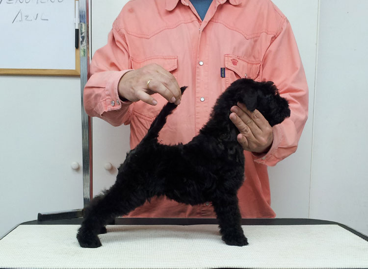 Kerry Blue Terrier de La Cadiera. "La Cadiera Fenómeno Azul"