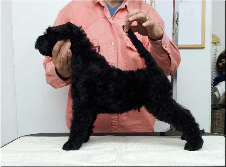 Kerry Blue Terrier de La Cadiera. "Ambrosio de La Cadiera (2 meses/2 months old)."