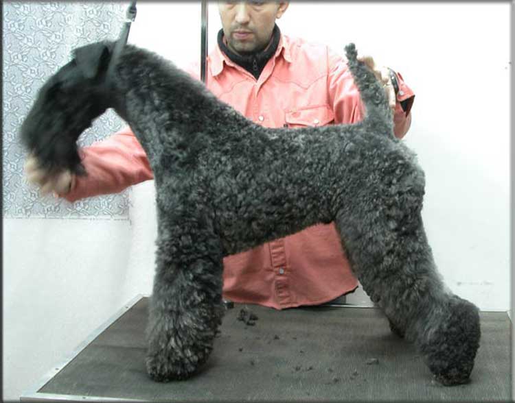 Kerry Blue Terrier de La Cadiera. "Ch. Amit De Futuro Box at La Cadiera. Kerry Blue Terrier de La Cadiera."
