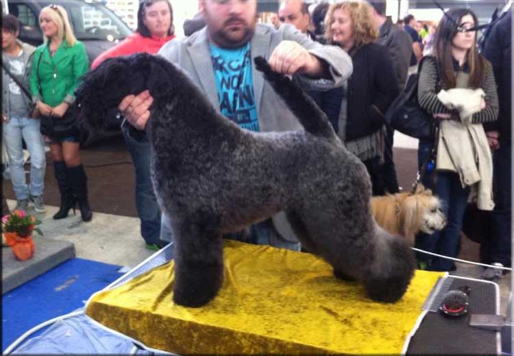 Kerry Blue Terrier de La Cadiera. "Bluemont Analivia Purabella at La Cadiera."