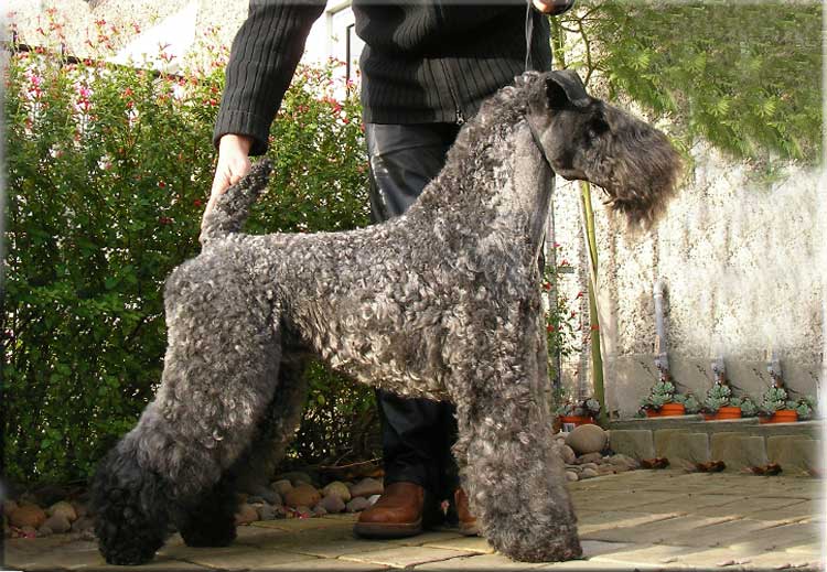 Kerry Blue Terrier de La Cadiera. "Arigna Guss"