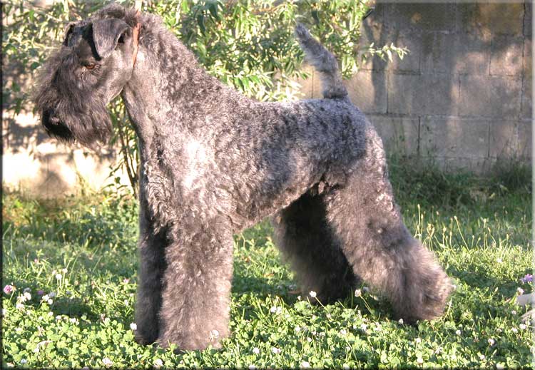 Kerry Blue Terrier de La Cadiera. "Balada de La Cadiera. Kerry Blue Terrier de La Cadiera."