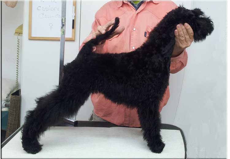 Kerry Blue Terrier de La Cadiera. "Casiopea de La Cadiera"