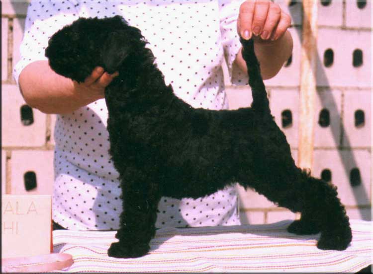 Kerry Blue Terrier de La Cadiera. "Braudag Chavala Chachi. Kerry Blue Terrier de La Cadiera."