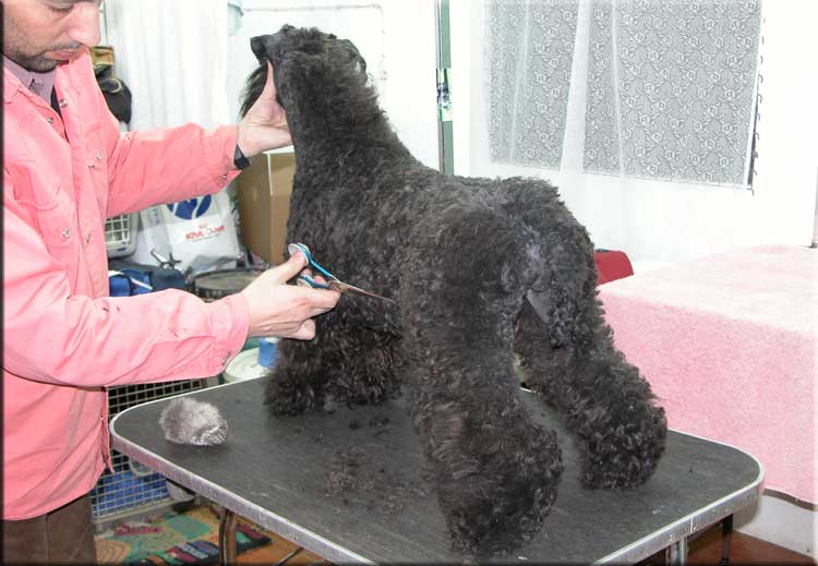 Kerry Blue Terrier de La Cadiera. "Ch. y Gran Campeona Bahia D