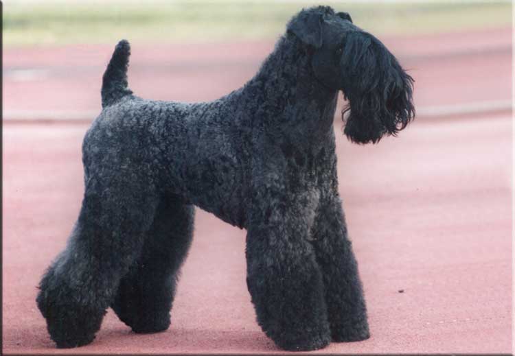 Kerry Blue Terrier de La Cadiera. "Ch. Kiko Veneno de La Cadiera. Kerry Blue Terrier de La Cadiera."