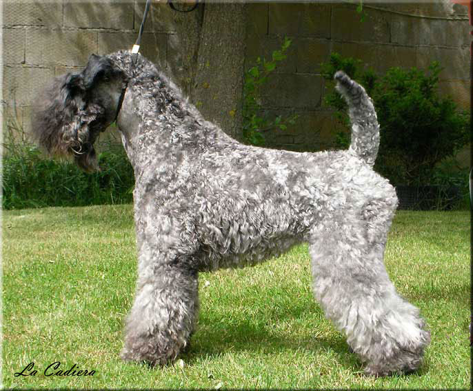 Kerry Blue Terrier de La Cadiera. "Arigna Electra de La Cadiera. Kerry Blue Terrier de La Cadiera."