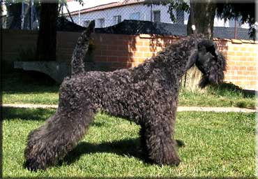 Kerry Blue Terrier de La Cadiera. "Under My Umbrella Ella Ella de La Cadiera. Kerry Blue Terrier de La Cadiera."