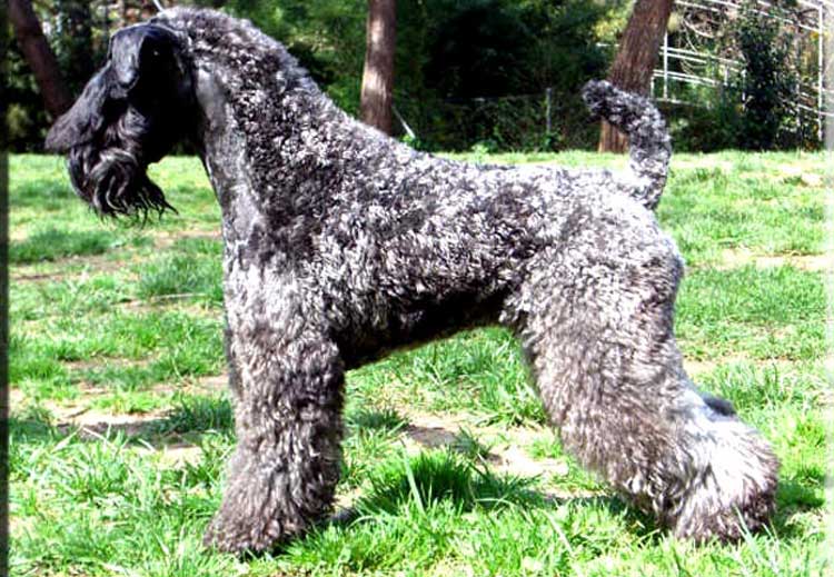 Kerry Blue Terrier de La Cadiera. "Ch. Fashion de La Cadiera. Kerry Blue Terrier de La Cadiera."