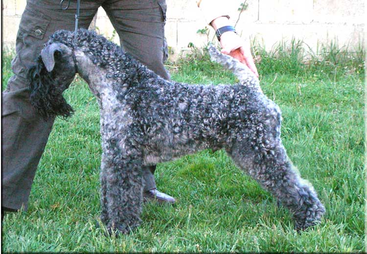 Kerry Blue Terrier de La Cadiera. "Gari Baldi de La Cadiera. Kerry Blue Terrier de La Cadiera."