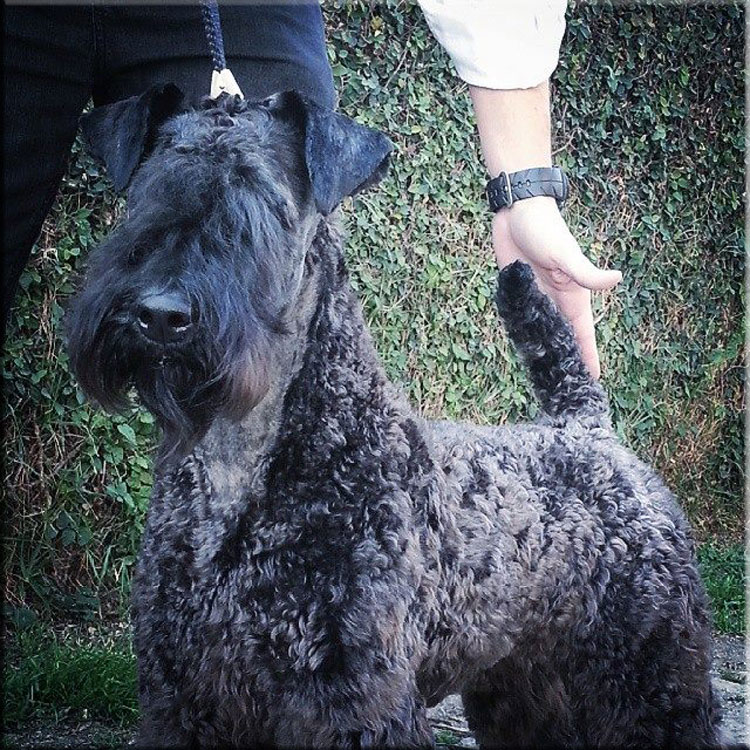 Kerry Blue Terrier de La Cadiera. "Multi Ch. La Cadiera Diamonds Are Forever"